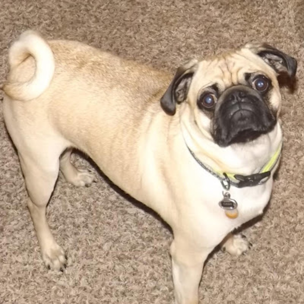 Meet your Posher, Chris